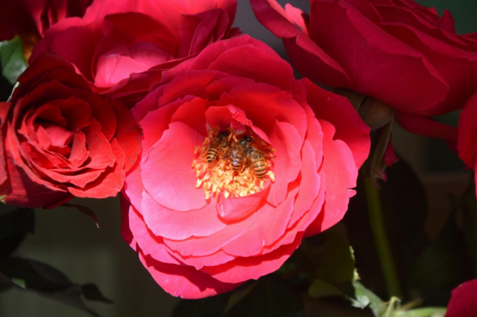 Estudiantes internacionales colaborando en proyecto grupal